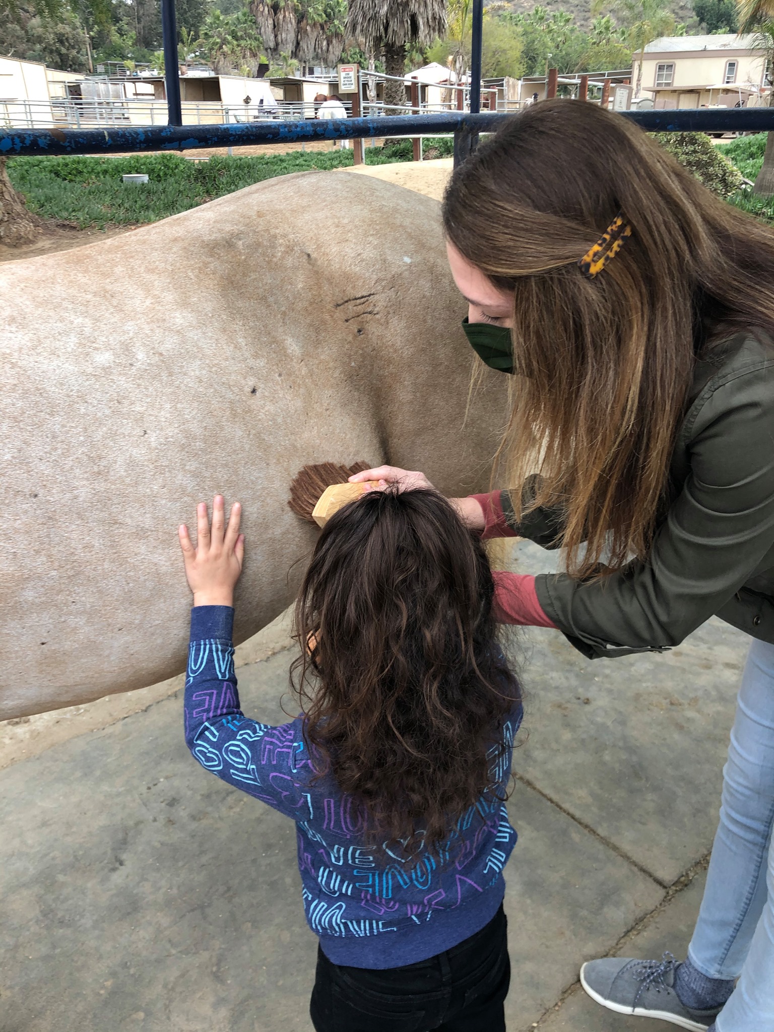 Animal Therapy San Diego