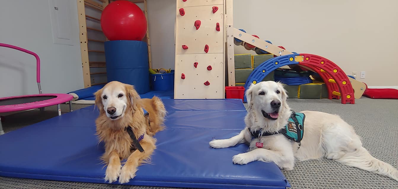 Dog Animal Therapy Carlsbad